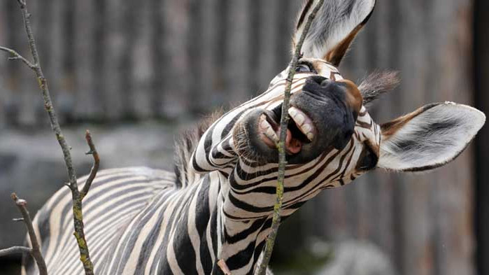 Антибактериалната защита на животните – пример за човечеството