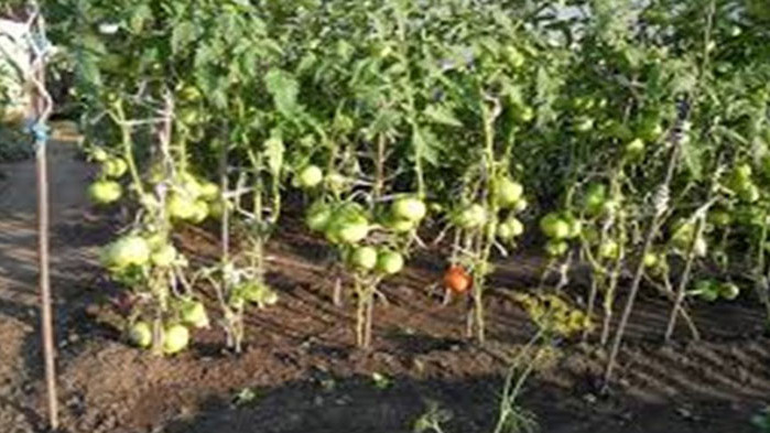 И доматите не случиха на добра година