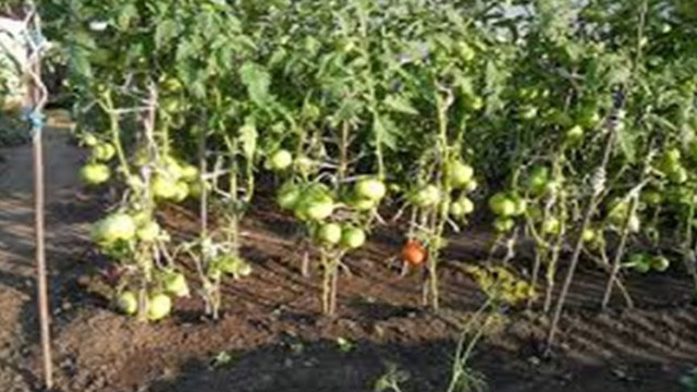 И доматите не случиха на добра година