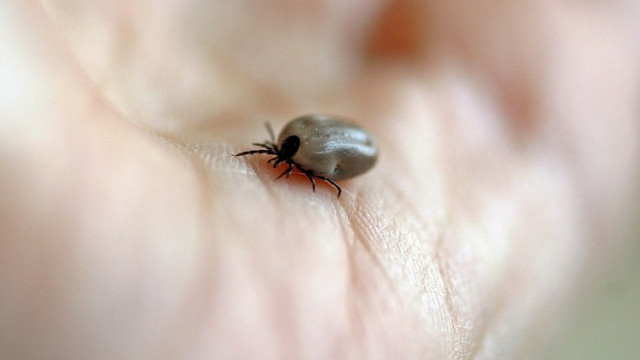 30 случая на ухапване от кърлеж регистрират РЗИ за изтеклата седмица