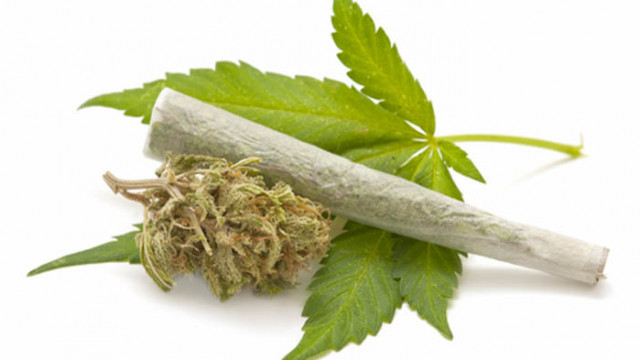 Арестуваха двама обвиняеми за отглеждане на марихуана и производство на наркотици