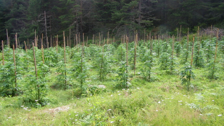 С хеликоптер забелязаха 4.5 тона марихуана край "Златарево"