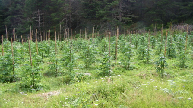 С хеликоптер забелязаха 4.5 тона марихуана край "Златарево"