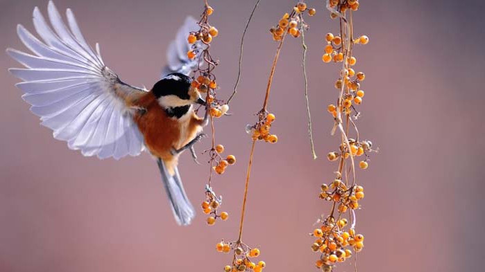 Как животните се предупреждават за опасност